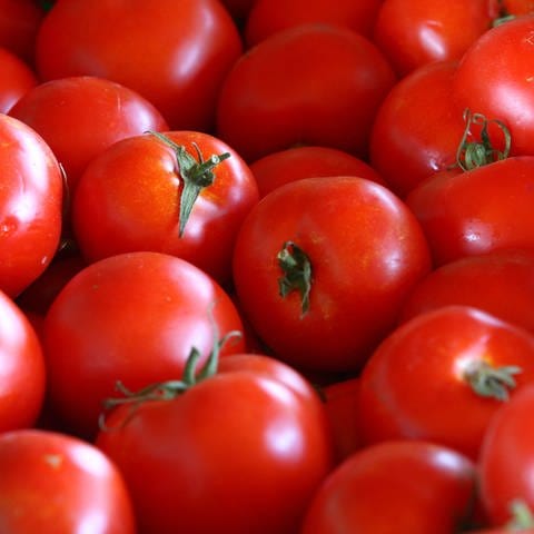 Tomaten: naturbelassen oder gentechnisch modifiziert? (Foto: picture-alliance / Reportdienste, Vincent Voegtlin / MAXPPP)