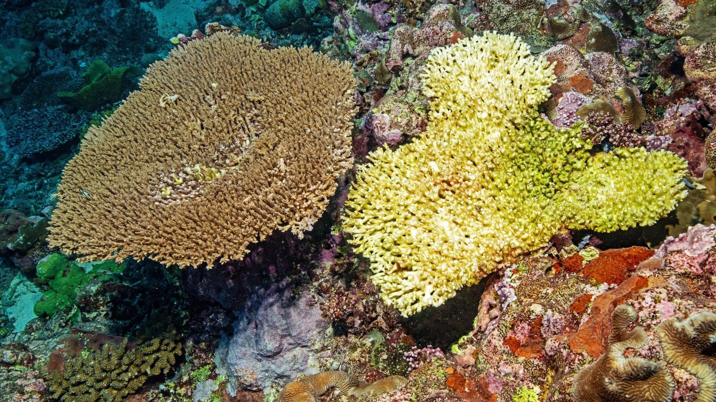 Gesunde Hyazinth-Koralle und abgestorbene Steinkoralle (Foto: IMAGO, imageBROKER/FrankxSchneider)