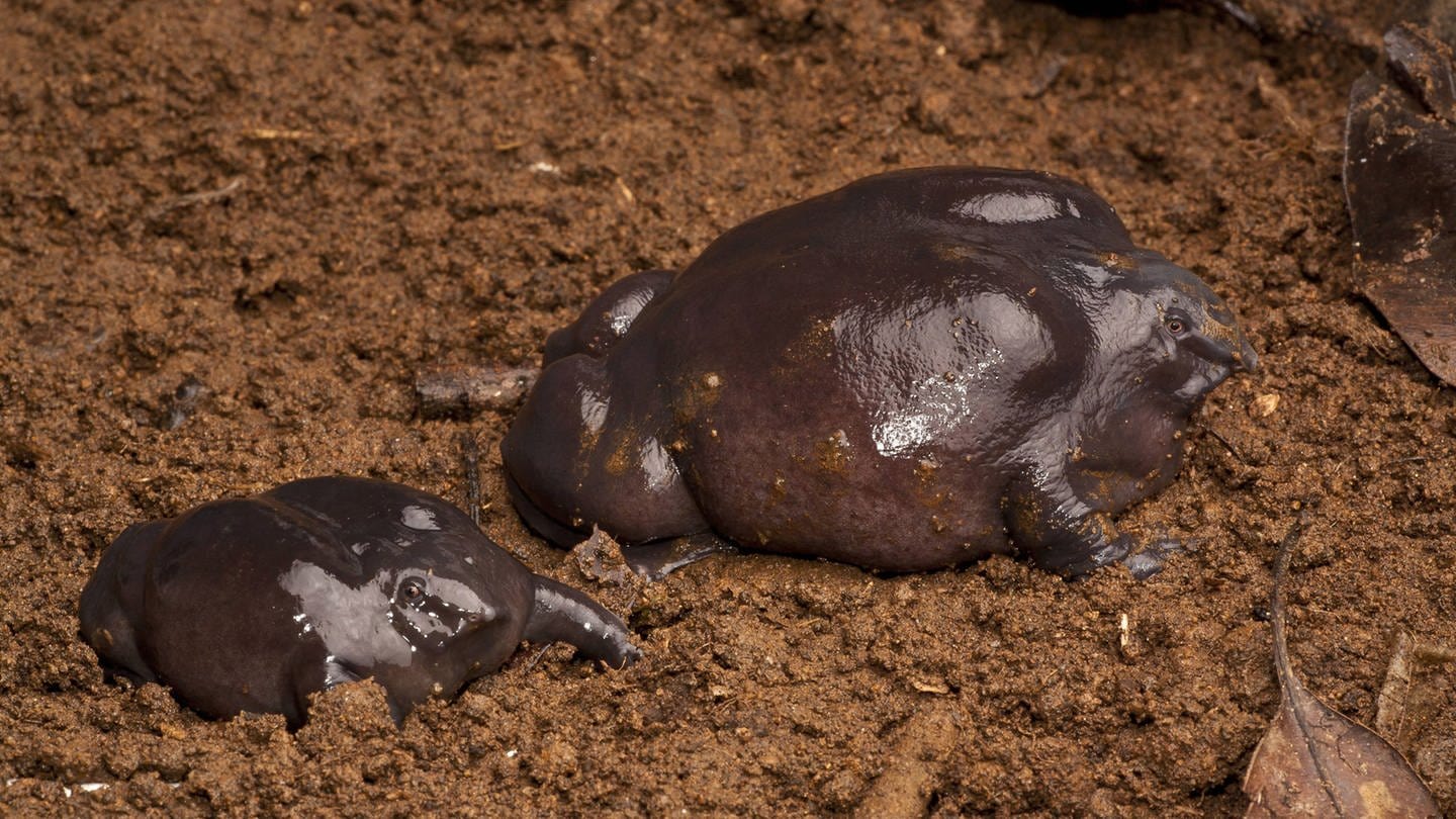 Pig-nosed frogs (Nasikabatrachus sahyadrensis) Western Ghats, India. Archivfoto (Foto: IMAGO, Nature Picture Library)