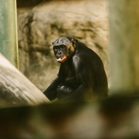 Ein Bonobo isst einen Snack