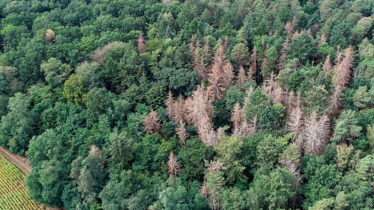 Abgestorbene Fichten stehen in einem Waldgebiet zwischen gesunden Nadel- und Laubbäumen (Foto: picture-alliance / Reportdienste, picture alliance/dpa/dpa-Zentralbild | Patrick Pleul)