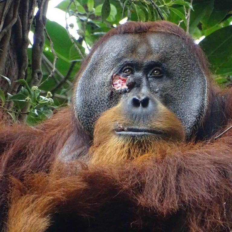 Orang-Utan mit Wunde unter dem Auge (Foto: Armas)