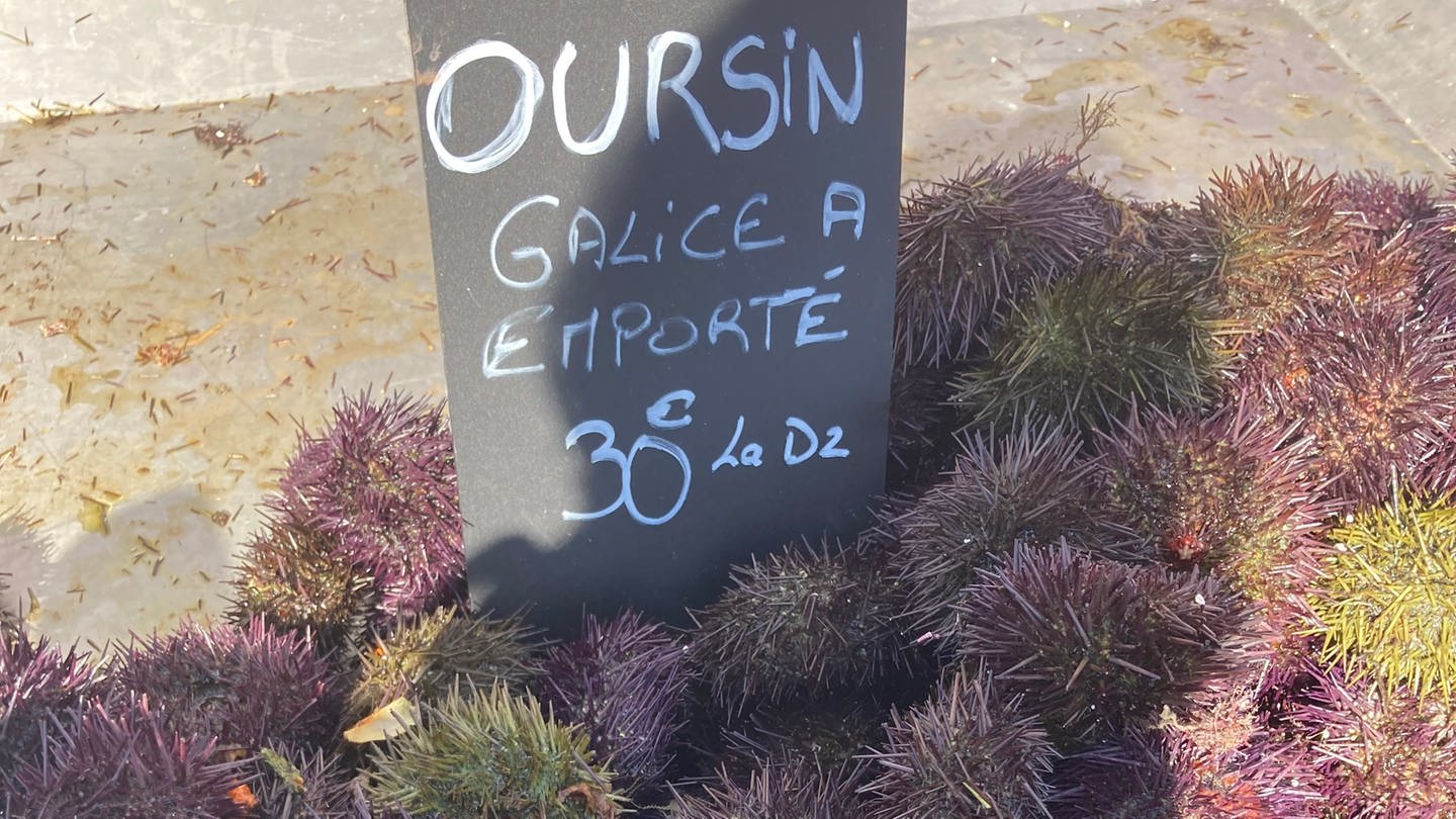 Seeigel werden am Gourmetfeste am Hafen bei Marseille angeboten (Foto: SWR, Stefanie Markert)