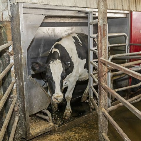 Eine Kuh verlässt die automatische Melkmaschine, nachdem sie gemolken wurde. USA: Omro, Wisconsin