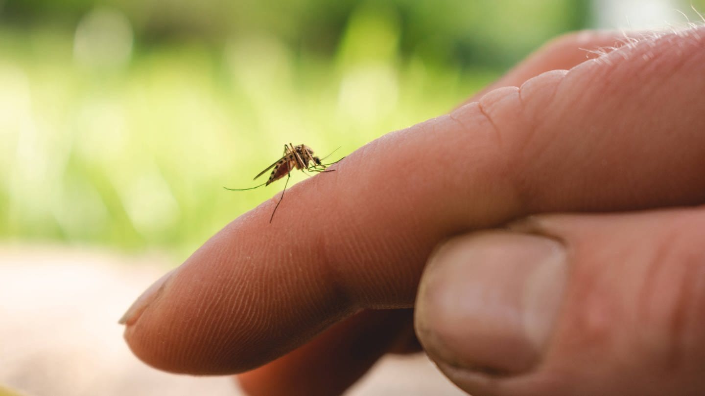 Eine Mosquito auf einem menschlichen Finger. (Foto: IMAGO, IMAGO / Cavan Images)