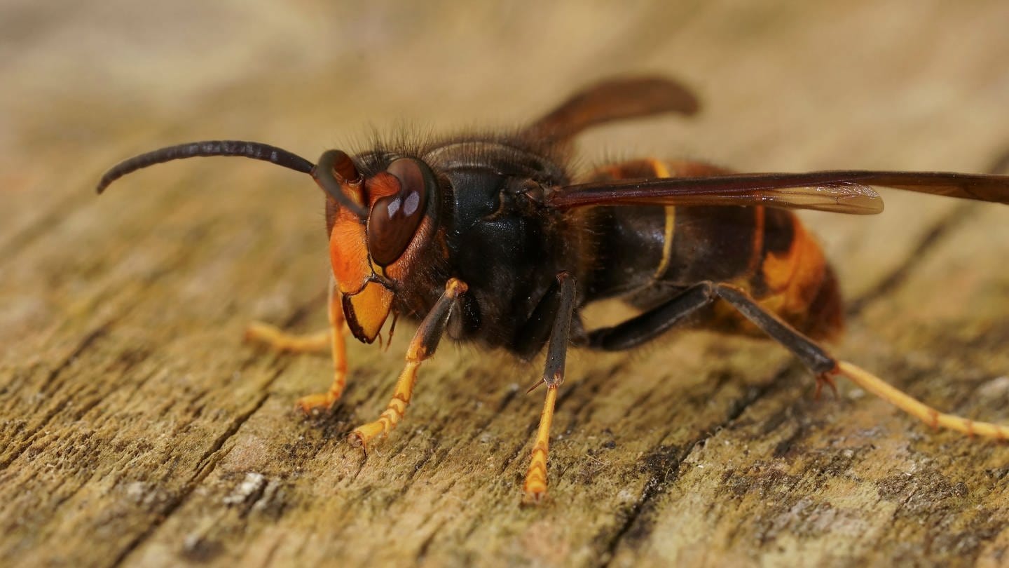 Natürliche Nahaufnahme eines Arbeiters der invasiven asiatischen Hornissenschädlings (Foto: IMAGO, IMAGO / Pond5 Images)