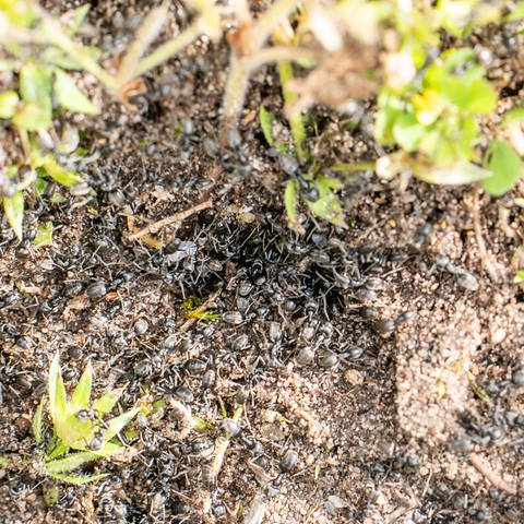 Invasive Ameisen der Art Tapinoma magnum sind auf einer Fläche in der badischen Stadt Kehl zu sehen.
