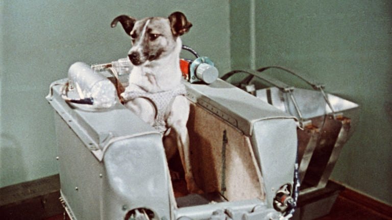 Die Hündin Laika in Sputnik 2 am 3. November 1957. Das Tier überlebte den Flug nicht; Laika starb bereits einige Stunden nach dem Start. (Foto: picture-alliance / Reportdienste, picture-alliance / RIA Nowosti | RIA Nowosti)