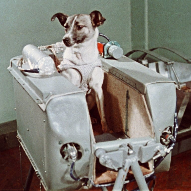 Die Hündin Laika in Sputnik 2 am 3. November 1957. Das Tier überlebte den Flug nicht; Laika starb bereits einige Stunden nach dem Start.