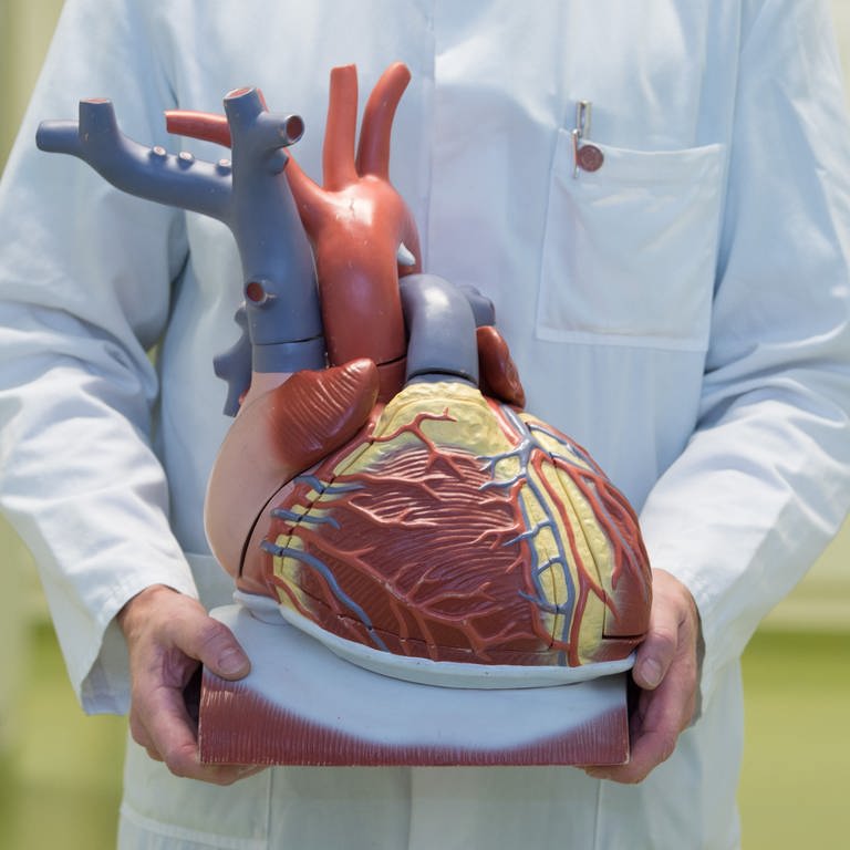 Arzt hält ein anatomisches Modell des menschlichen Herzens (Symbolbild) (Foto: dpa Bildfunk, picture alliance/dpa | Sebastian Kahnert)