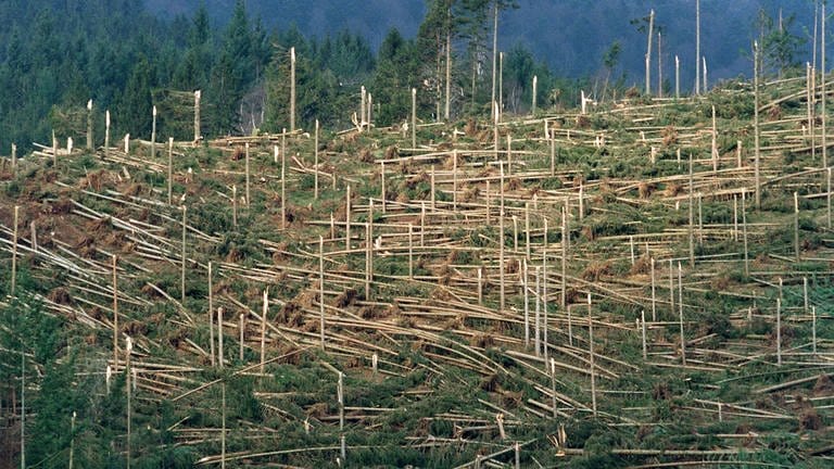 Das Archivbild vom 20. Januar 2000 zeigt ein von Orkan "Lothar" zerstörtes Waldstück in Simonswald im Schwarzwald. Insgesamt fielen dem Orkan am 26. Dezember 1999 in Baden-Württemberg rund 29 Millionen Festmeter Holz zum Opfer. (Foto: dpa Bildfunk, (c) dpa - Bildfunk / Rolf Haid)