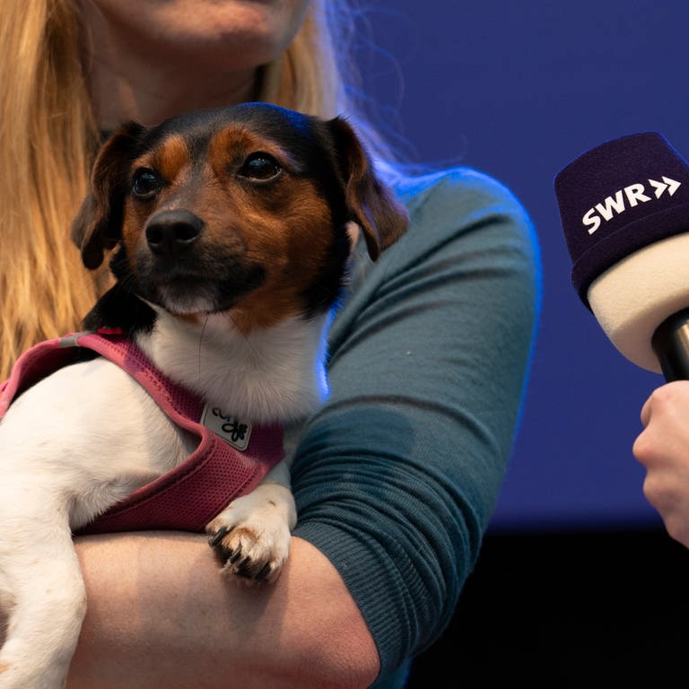 Hunde-Reise-Expertin Sophie Lübbert im SWR Messeradio