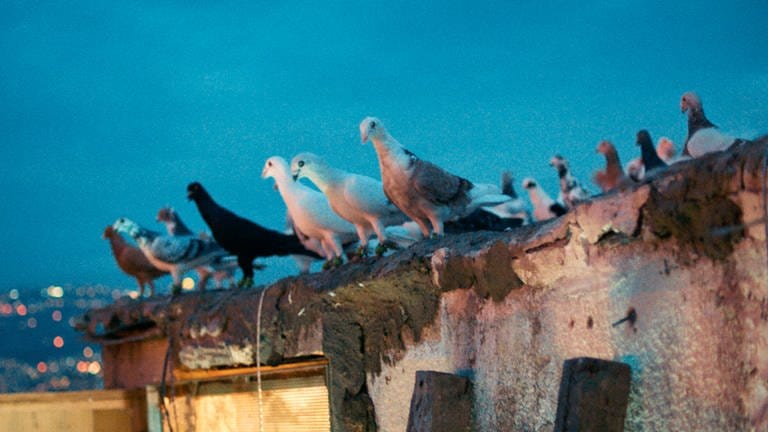 Tauben auf dem Dach ihres Taubenschlags (Foto: SWR, FFL/Jonas Schneider)