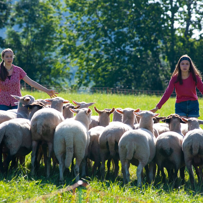 Paulina (Tabea Hug) und Leo (Phillis Lara Lau) müssen die Schafe mit Händen und Füßen wieder eintreiben. © SWRMaria Wiesler (Foto: SWR, Maria Wiesler)