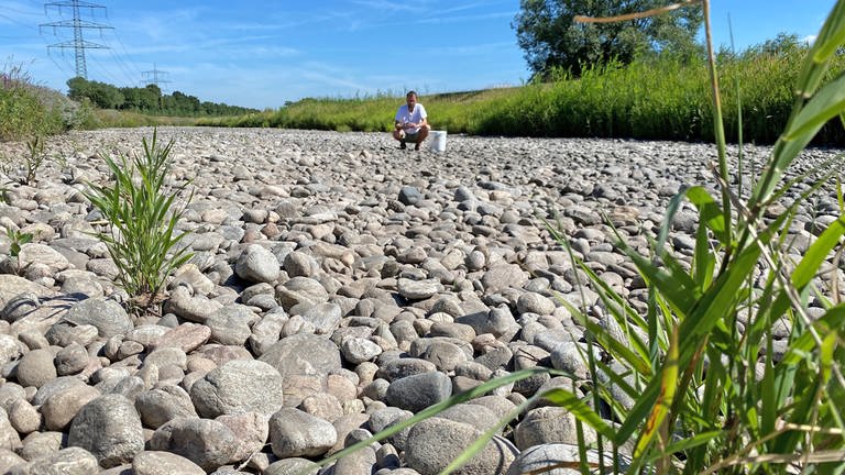 Ingo Kramer untersucht die Steine im ausgetrockneten Flussbett der Dreisam (Foto: SWR, Jasmin Bergmann)