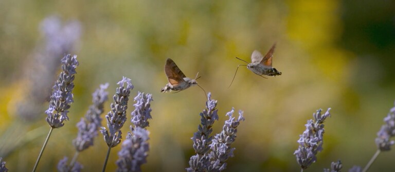 Schmetterling  (Foto: SWR)