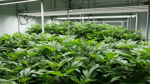 Rabiat: Canna-Business - Cannabis-Mutterpflanzen (Foto: SWR, © SWR / Antoine Wendels)