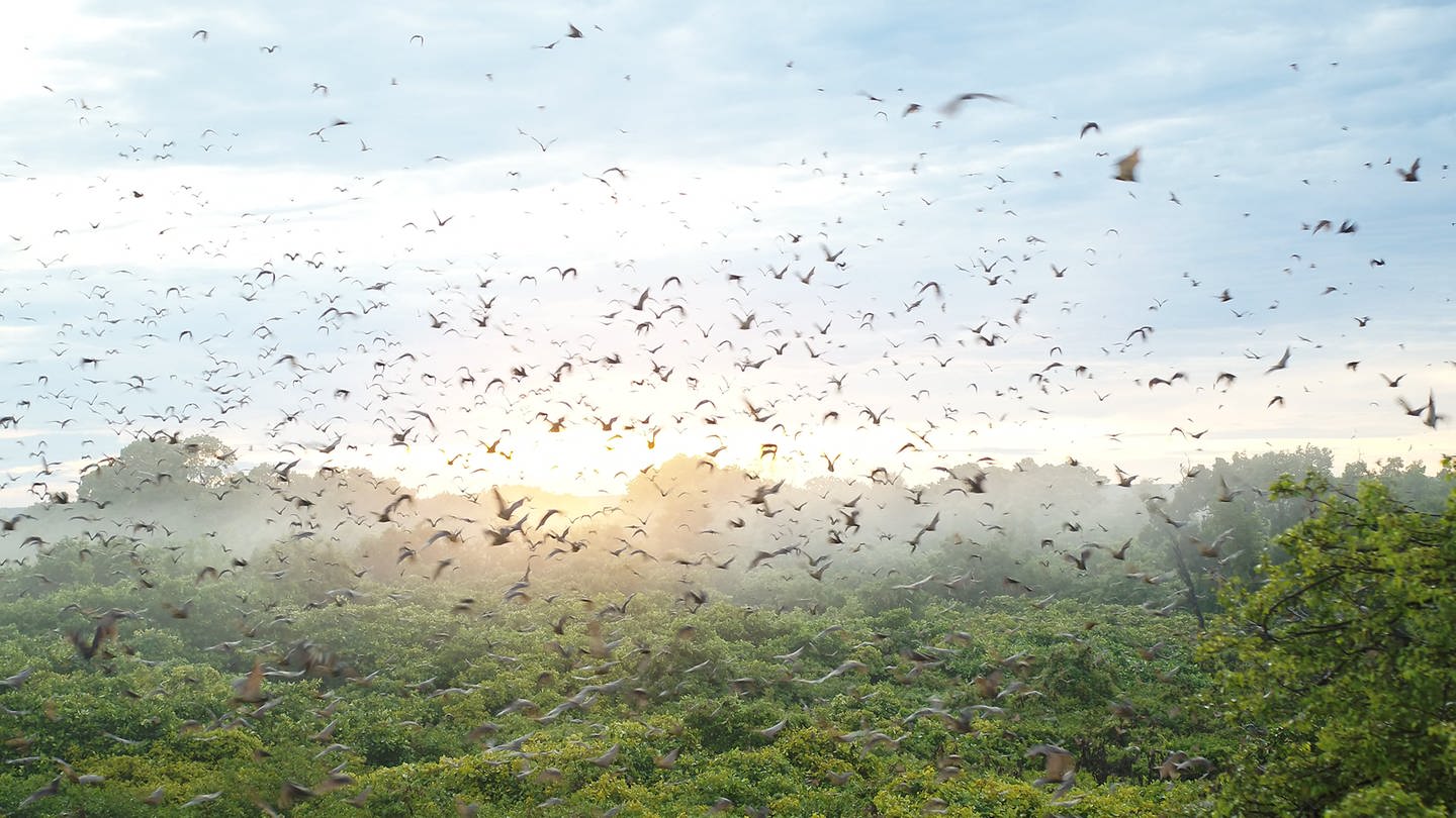 Zehntausende Flughunde fliegen im Kasanka-Nationalpark in Sambia. (Foto: SWR, Context-Film/Harry Vlachos)