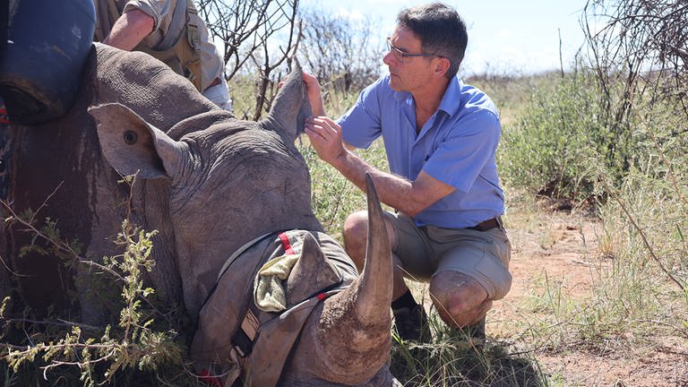 Prof. Martin Wikelski bringt einen Sender am Ohr eines Nashorns an. 