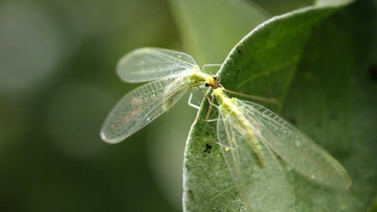 Zwei Florfliegen auf einem grünen Blatt (Foto: SWR, Längengrad Filmproduktion)
