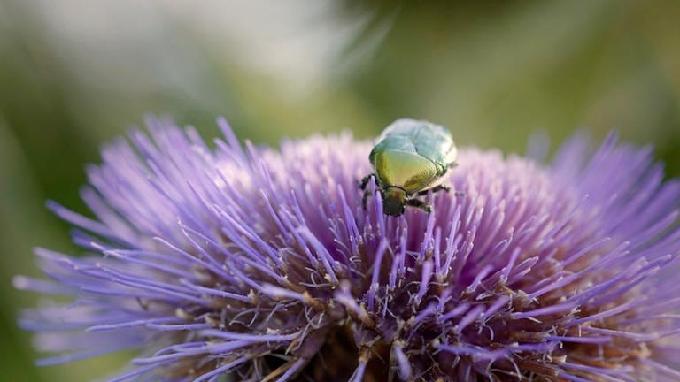 Ein käfer sitzt auf einer lilafarbenen Blüte (Foto: SWR, Längengrad Filmproduktion)