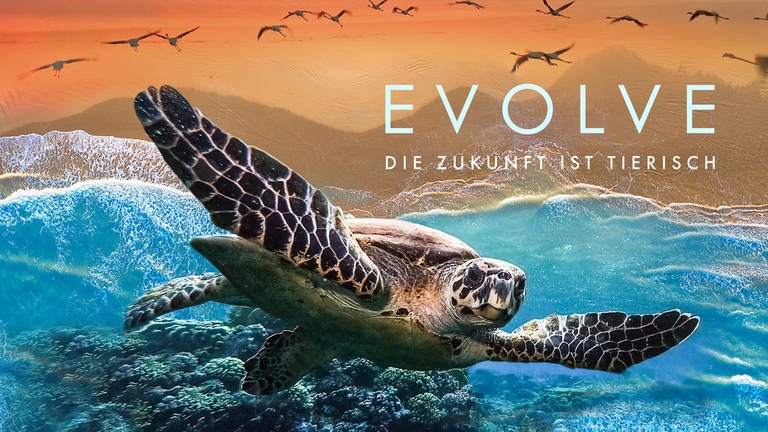 Keyvisual zur sechsteiligen Doku-Reihe "Evolve - Die Zukunft ist tierisch". Eine Collage mit einer Wasserschildkröte, die im Meer schwimmt, und einem Vogelschwarm am Horizont. (Foto: SWR, SHE/Beach House Pictures)