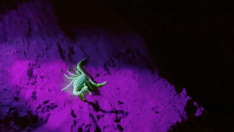 Skorpion in der Nacht. Durch das Beleuchten hat der Skorpion eine grüne Farbe, der Untergrund erscheint violett. (Foto: SWR, SHE/Beach House Pictures)
