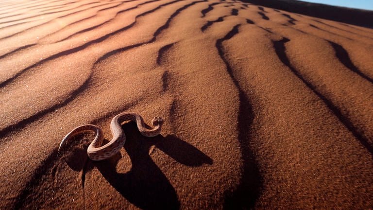 Klapperschlange, die sich über einen wellenförmigen Sandboden schlängelt. (Foto: SWR, SHE/Beach House Pictures)