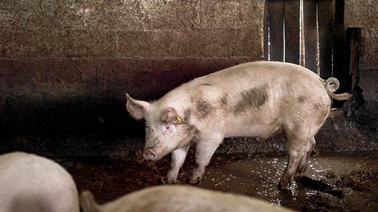 Schwein im Stall im Piemont, Italien. 
