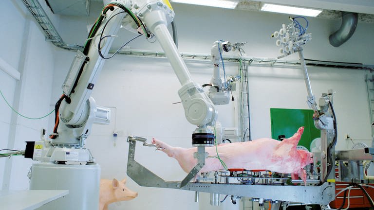 Ein Schlachtroboter bearbeitet einen Schweinekörper