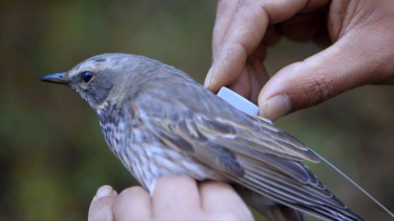 Ein Vogel bekommt einen der neuen, nur fünf Gramm leichten Satelliten-Sender. 