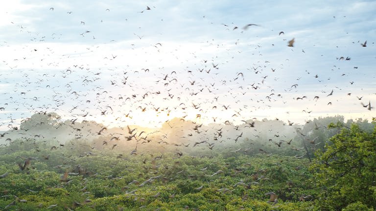 Zehntausende Flughunde fliegen im Kasanka-Nationalpark in Sambia.