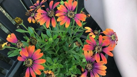 Eine Pflanze hat unter Starkregen Blüten gelassen. (Foto: SWR) Eine Pflanze hat unter Starkregen Blüten gelassen.