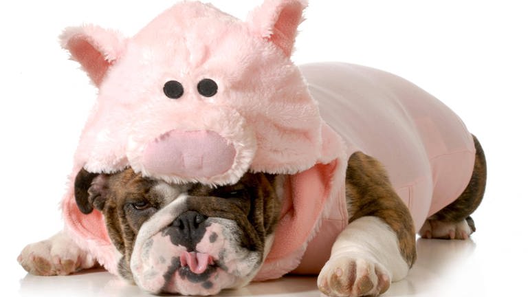 Hund kuschelt sich unter ein rosa Schweinekostüm: Der innere Schweinehund lässt sich nicht leicht überwinden (Foto: imago images, imago/Panthermedia)
