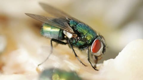 Stubenfliegen gehören im Insektenreich zu den besten Fliegern (Foto: imago images, imago images / Frank Sorge)