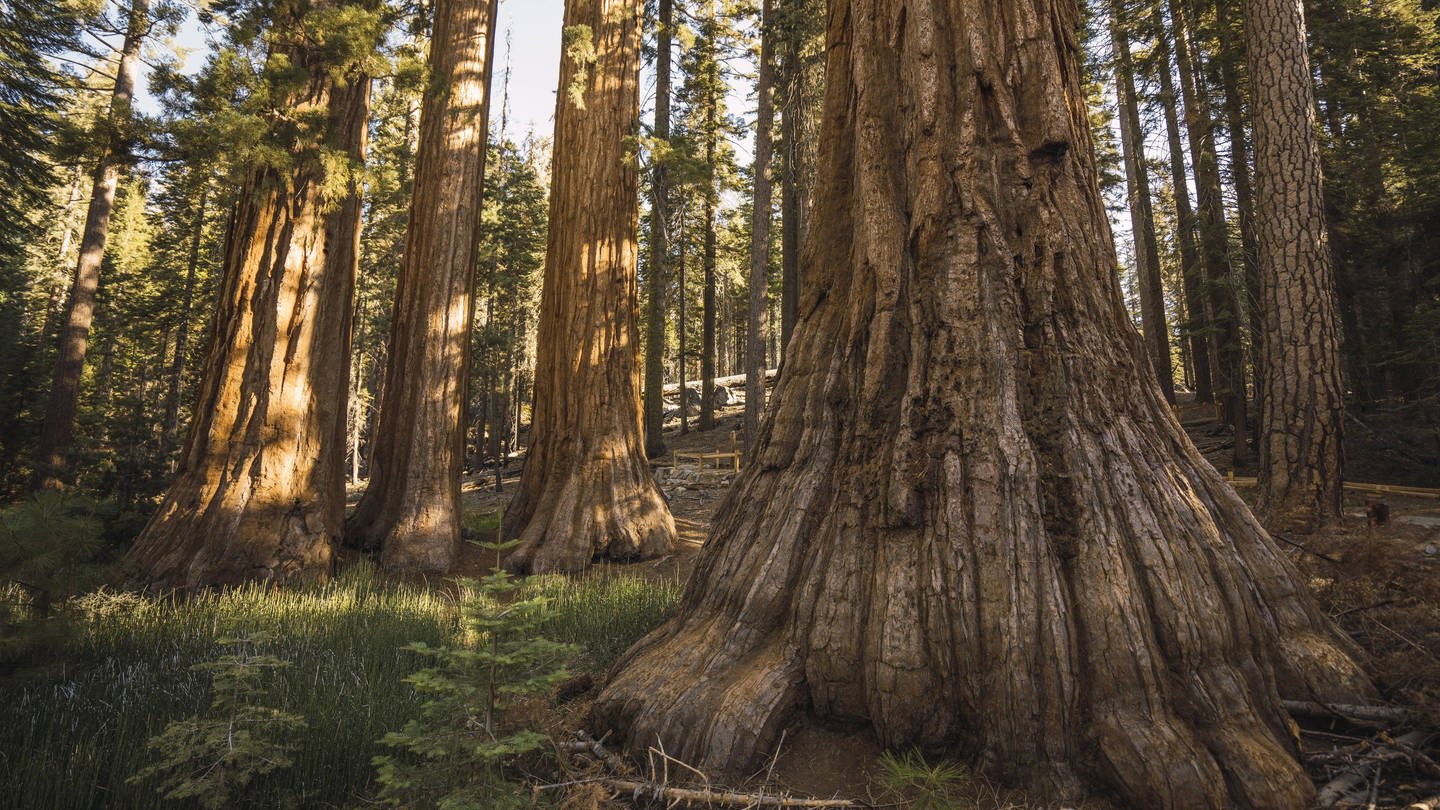 Bäume (hier ein Sequoia-Mammutbaum im Yosemite National Park) können sehr viel älter werden als Menschen (Foto: IMAGO, imago images / Westend61)