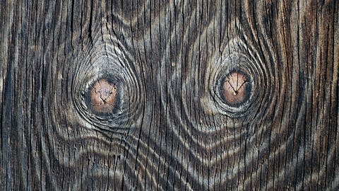 Holzmaserung in einem Brett (Foto: IMAGO, imago/Steinach)