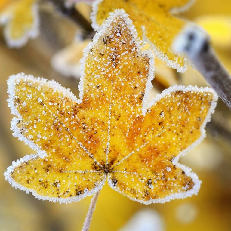 Feld-Ahorn (Acer campestre), herbstliches Blatt mit Raureif (Foto: IMAGO, imago/blickwinkel)