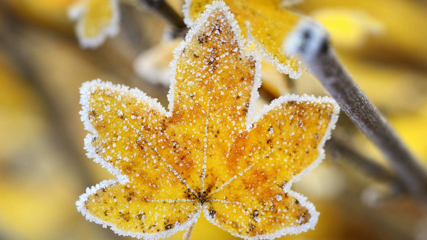 Feld-Ahorn (Acer campestre), herbstliches Blatt mit Raureif