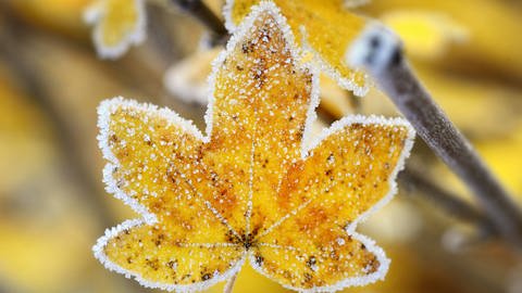 Feld-Ahorn (Acer campestre), herbstliches Blatt mit Raureif (Foto: imago images, imago/blickwinkel)