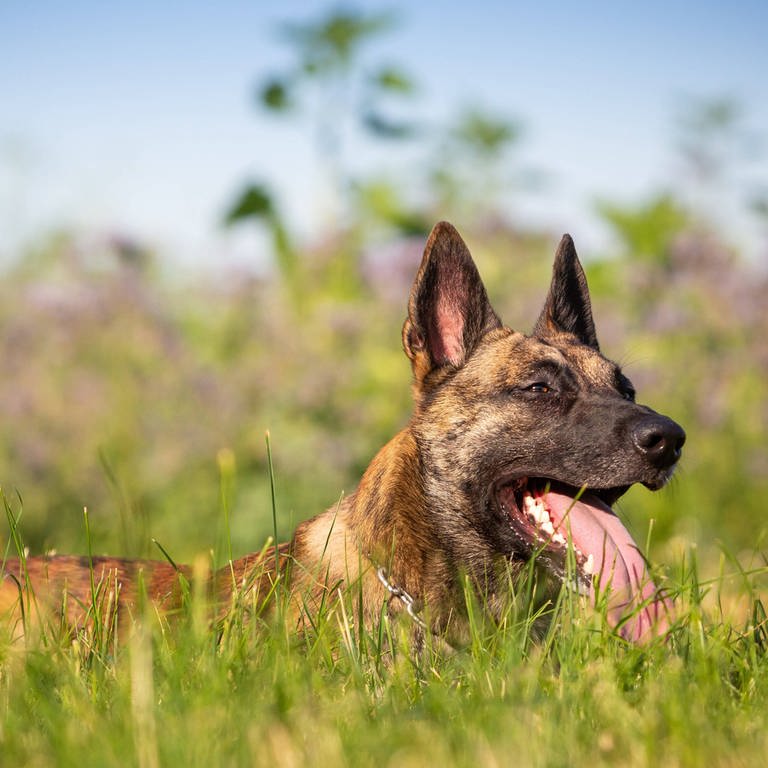 Schäferhund (Foto: IMAGO, imago images / Shotshop)