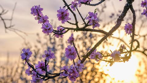 Mandelblüten bei Sonnenaufgang. "Ostern" geht vermutlich auf ein indogermanisches Wort zurück, das so viel wie "Morgenröte" bedeutet (Foto: imago images, IMAGO / imagebroker)