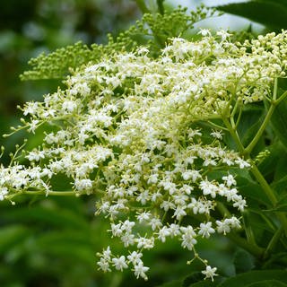 Weiße Blüten vom Schwarzen Holunder (Foto: imago images, IMAGO / CHROMORANGE)