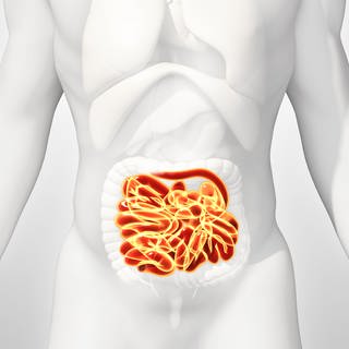 Darm (grafische Darstellung im Körper eines Menschen) (Foto: Colourbox)