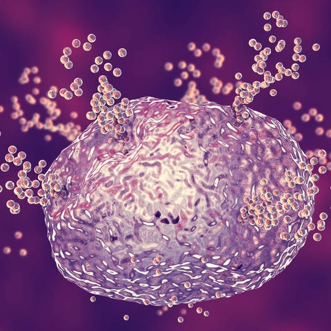 Illustration: Mastzelle, die während einer allergischen Reaktion Histamin freisetzt (Foto: IMAGO, IMAGO / Science Photo Library)