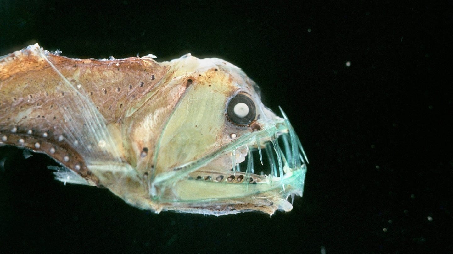 Der Viperfisch (Chauliodus sloani) ist ein Tiefseefisch