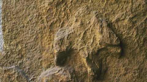 Fussspur eines Iguanodons aus der Unterkreide, Obernkirchen  Niedersachsen (Foto: picture-alliance / Reportdienste, picture alliance / blickwinkel/R. Koenig | R. Koenig)
