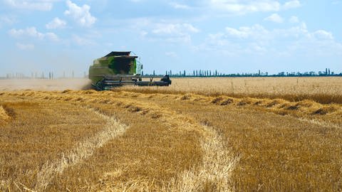 Erntezeit im Süden der Ukraine: Die Ukraine wird auch "Kornkammer Europas" genannt. Grund sind die guten Böden. (Foto: IMAGO, IMAGO / YAY Images)