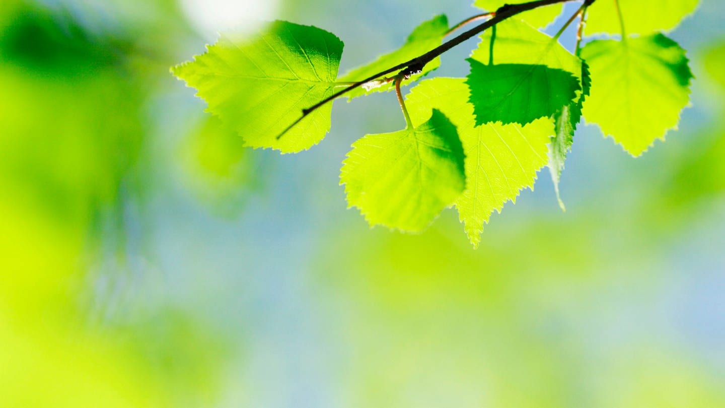 Junge grüne Blätter einer Birke: Jemandem grün sein kommt von der positiven Bedeutung der Farbe. Wenn ich jemandem grün bin, dann bin ich ihm gegenüber wachstumsorientiert, es ist in einen positiven Bereich hineingehend. (Foto: IMAGO, IMAGO / YAY Images)