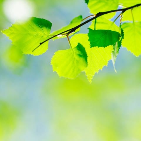 Junge grüne Blätter einer Birke: Jemandem grün sein kommt von der positiven Bedeutung der Farbe. Wenn ich jemandem grün bin, dann bin ich ihm gegenüber wachstumsorientiert, es ist in einen positiven Bereich hineingehend. (Foto: imago images, IMAGO / YAY Images)